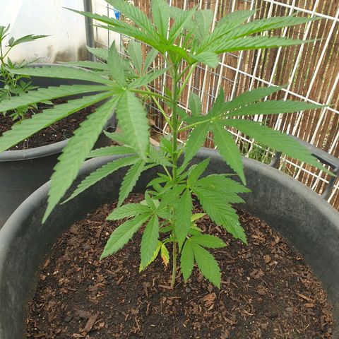 Crystal M.E.T.H. 1 growlog timeline photo