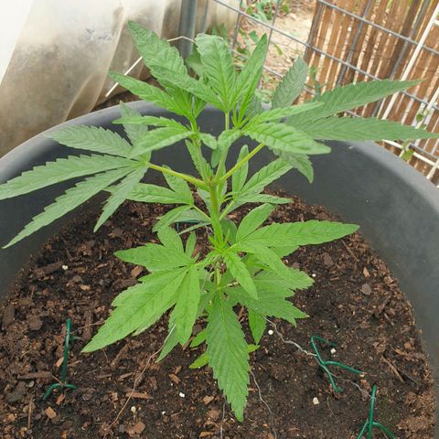 Crystal M.E.T.H. 2 growlog timeline photo