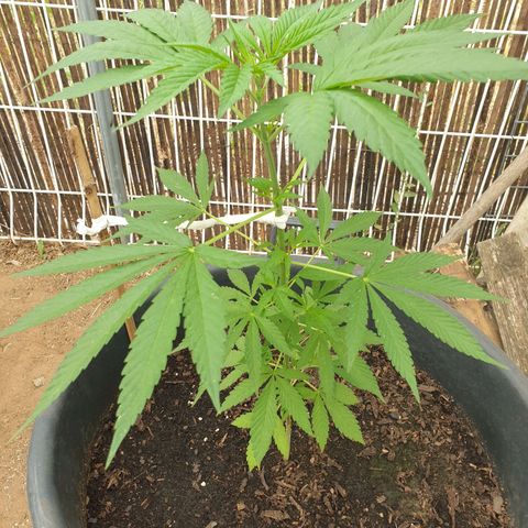 Génétique inconnue growlog timeline photo