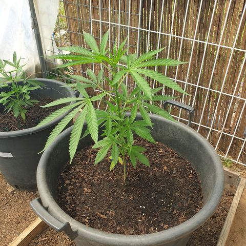 Crystal M.E.T.H. 1 growlog timeline photo