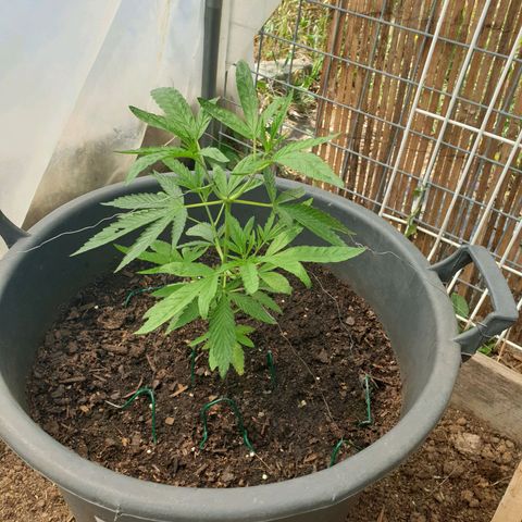 Crystal M.E.T.H. 2 growlog timeline photo