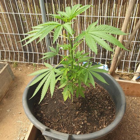 Génétique inconnue growlog timeline photo
