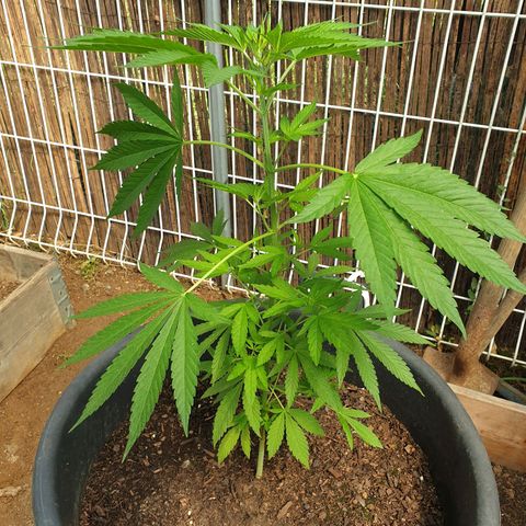 Génétique inconnue growlog timeline photo