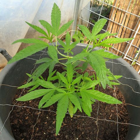 Crystal M.E.T.H. 2 growlog timeline photo