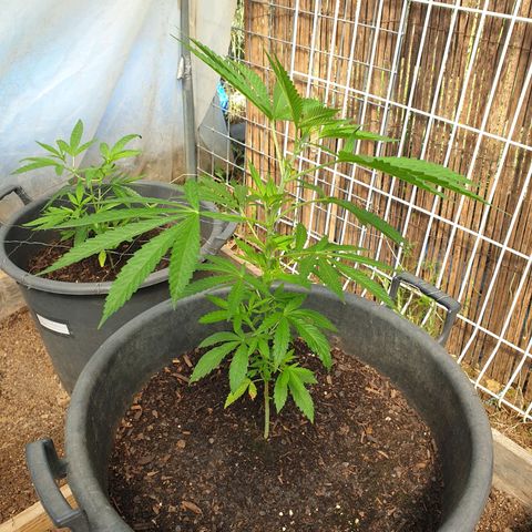 Crystal M.E.T.H. 1 growlog timeline photo