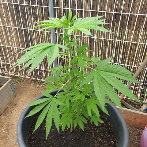 Génétique inconnue growlog timeline photo