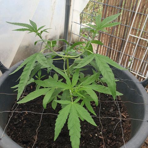 Crystal M.E.T.H. 2 growlog timeline photo