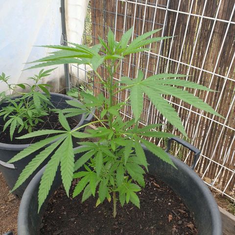 Crystal M.E.T.H. 1 growlog timeline photo