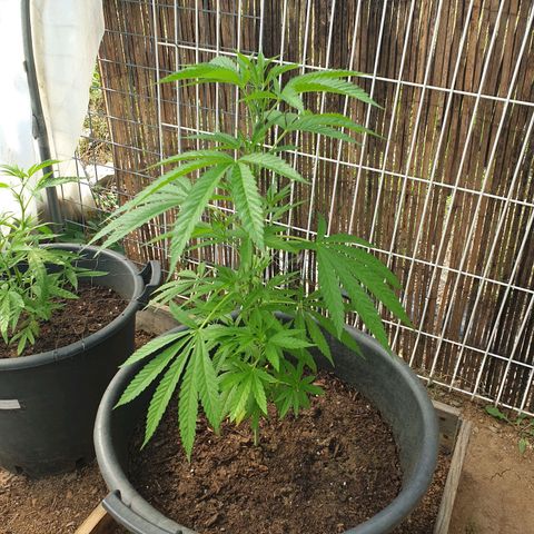 Crystal M.E.T.H. 1 growlog timeline photo