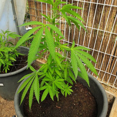 Crystal M.E.T.H. 1 growlog timeline photo