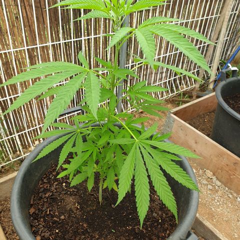 Crystal M.E.T.H. 1 growlog timeline photo