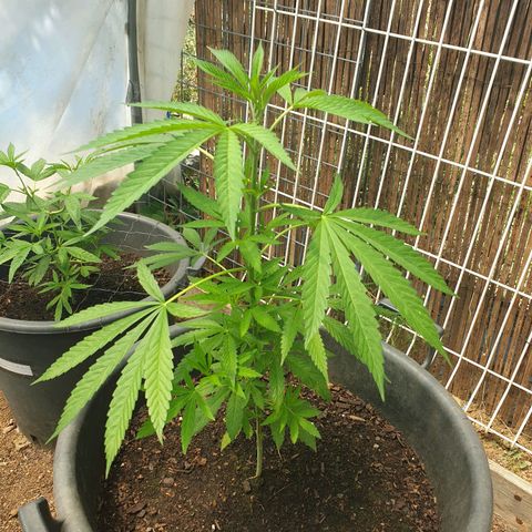 Crystal M.E.T.H. 1 growlog timeline photo