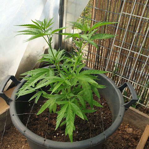 Crystal M.E.T.H. 2 growlog timeline photo