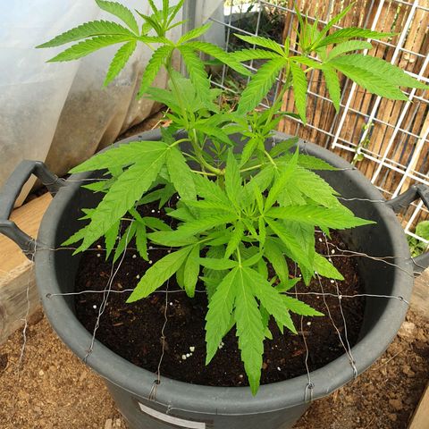 Crystal M.E.T.H. 2 growlog timeline photo