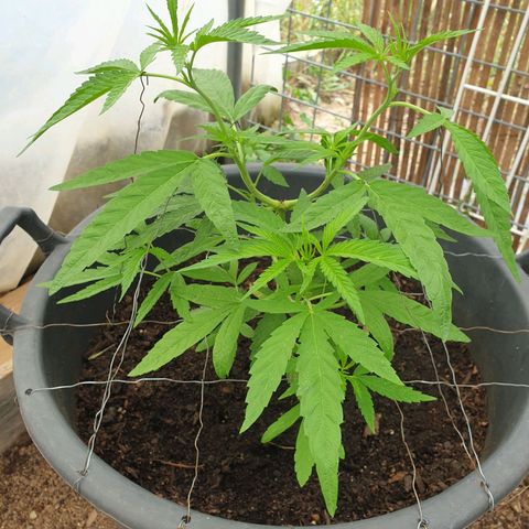 Crystal M.E.T.H. 2 growlog timeline photo