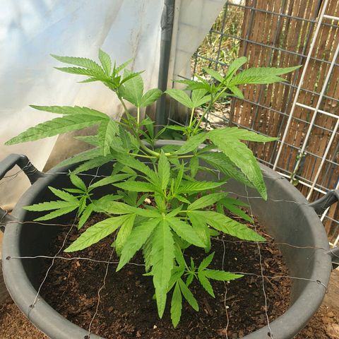 Crystal M.E.T.H. 2 growlog timeline photo