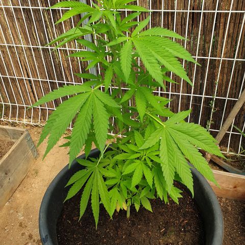 Génétique inconnue growlog timeline photo