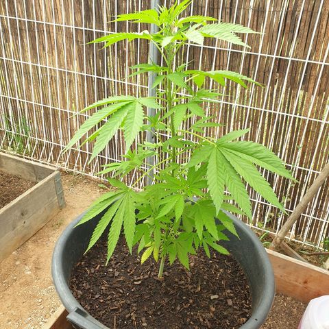 Génétique inconnue growlog timeline photo