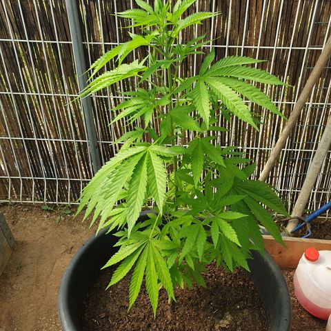 Génétique inconnue growlog timeline photo