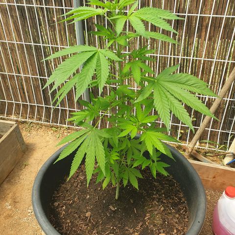 Génétique inconnue growlog timeline photo