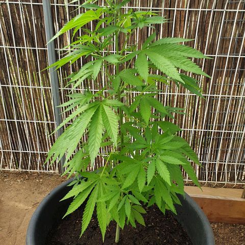 Génétique inconnue growlog timeline photo