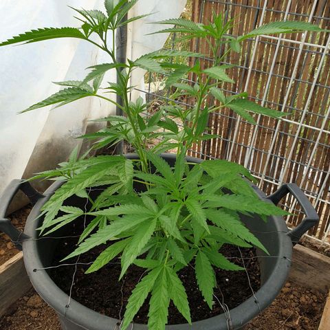 Crystal M.E.T.H. 2 growlog timeline photo