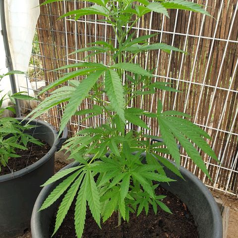Crystal M.E.T.H. 1 growlog timeline photo