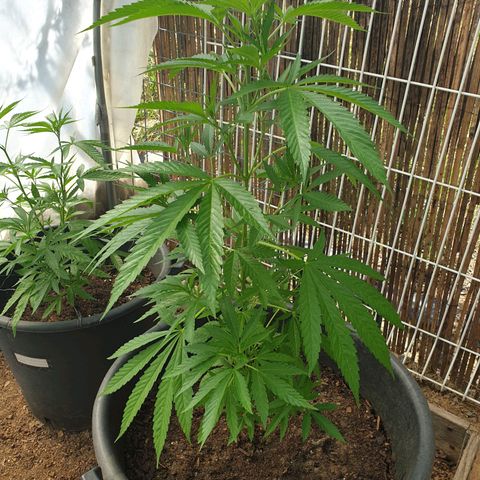 Crystal M.E.T.H. 1 growlog timeline photo