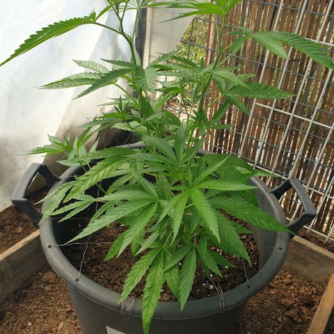 Crystal M.E.T.H. 2 growlog timeline photo