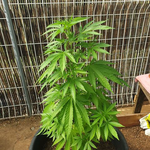 Génétique inconnue growlog timeline photo