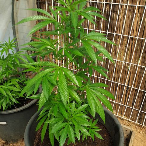 Crystal M.E.T.H. 1 growlog timeline photo