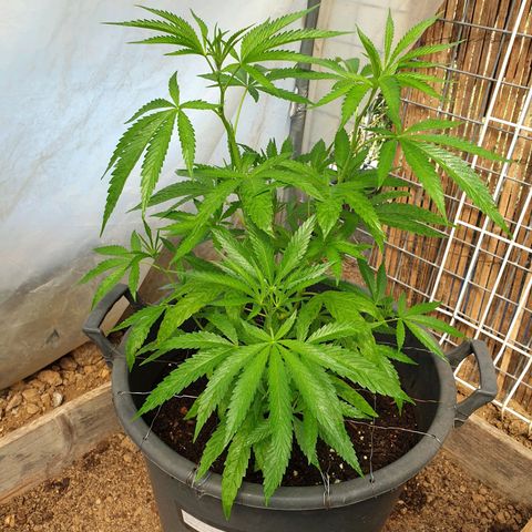 Crystal M.E.T.H. 2 growlog timeline photo