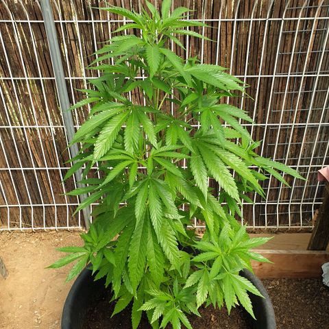 Génétique inconnue growlog timeline photo