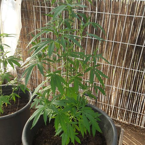Crystal M.E.T.H. 1 growlog timeline photo