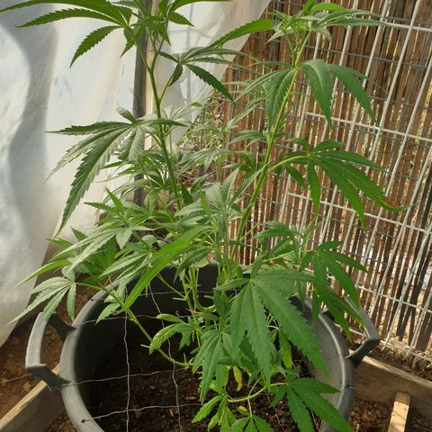 Crystal M.E.T.H. 2 growlog timeline photo