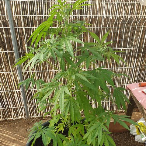 Génétique inconnue growlog timeline photo