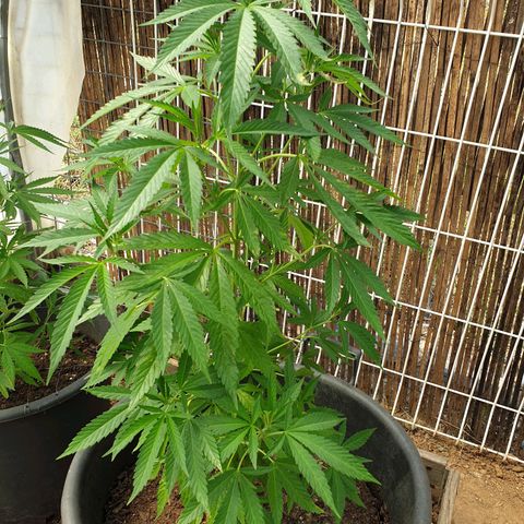Crystal M.E.T.H. 1 growlog timeline photo
