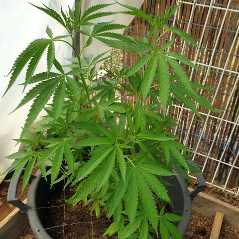 Crystal M.E.T.H. 2 growlog timeline photo