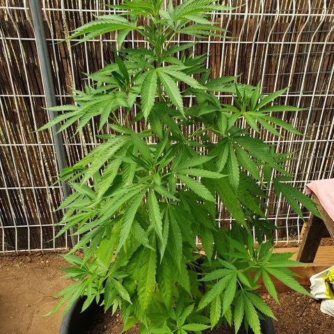 Génétique inconnue growlog timeline photo
