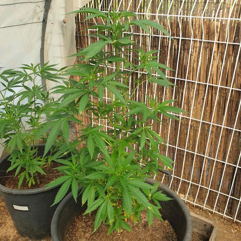 Crystal M.E.T.H. 1 growlog timeline photo