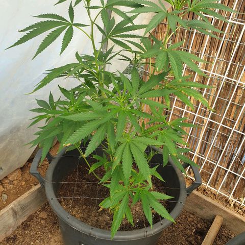 Crystal M.E.T.H. 2 growlog timeline photo