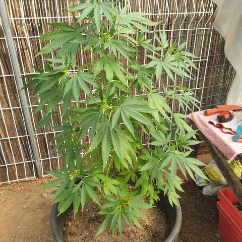 Génétique inconnue growlog timeline photo