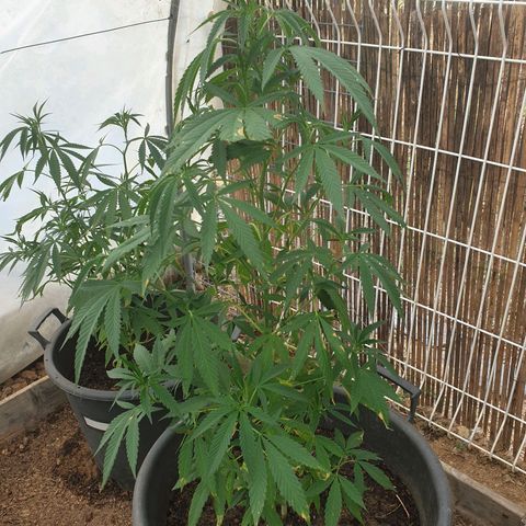 Crystal M.E.T.H. 1 growlog timeline photo