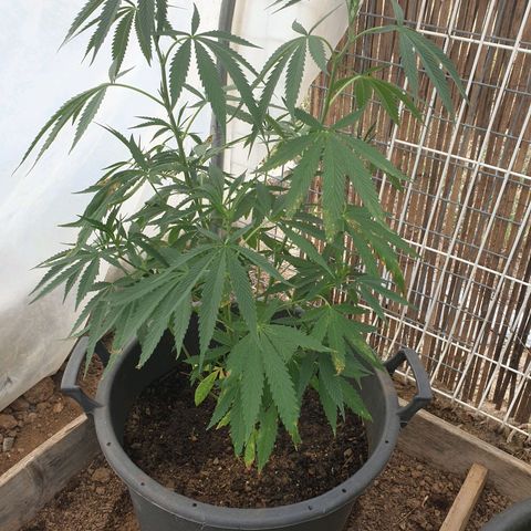 Crystal M.E.T.H. 2 growlog timeline photo