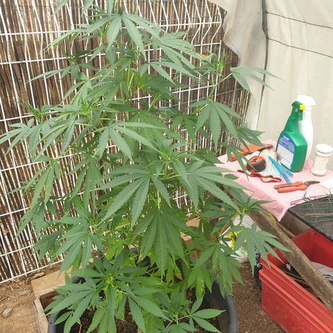 Génétique inconnue growlog timeline photo
