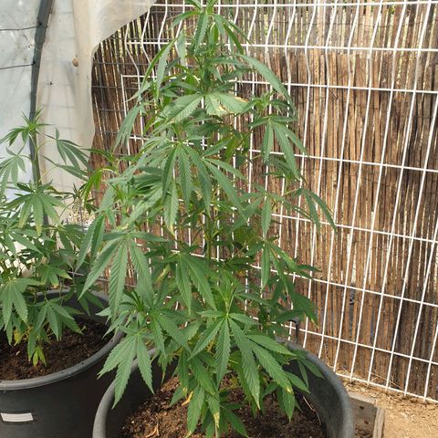 Crystal M.E.T.H. 1 growlog timeline photo