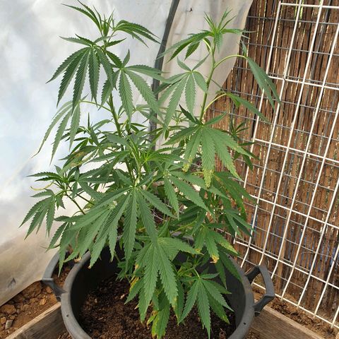 Crystal M.E.T.H. 2 growlog timeline photo