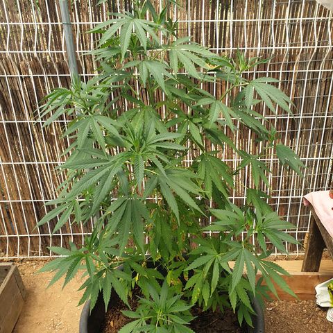 Génétique inconnue growlog timeline photo