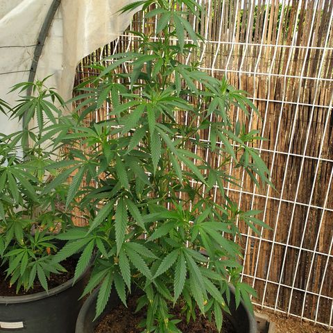 Crystal M.E.T.H. 1 growlog timeline photo