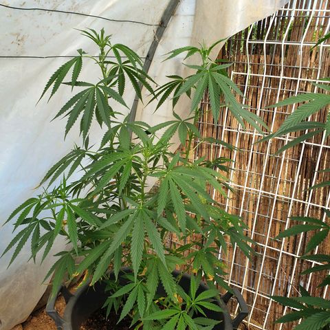 Crystal M.E.T.H. 2 growlog timeline photo